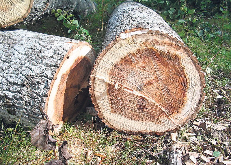 Kappen van slechte en dode bomen