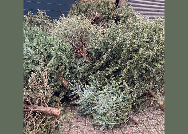 Gezocht: organisaties die kerstbomen willen inzamelen